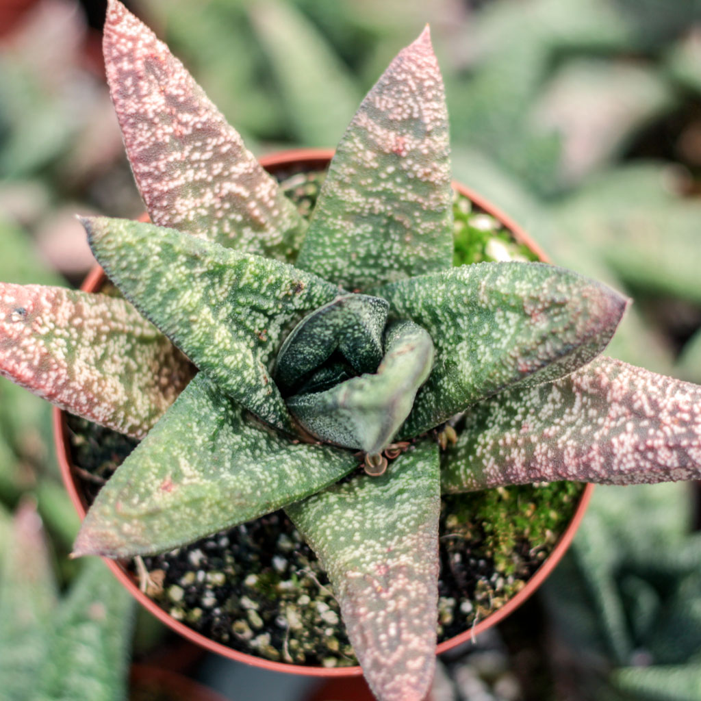 Gasteria batesiana Questions & Answers