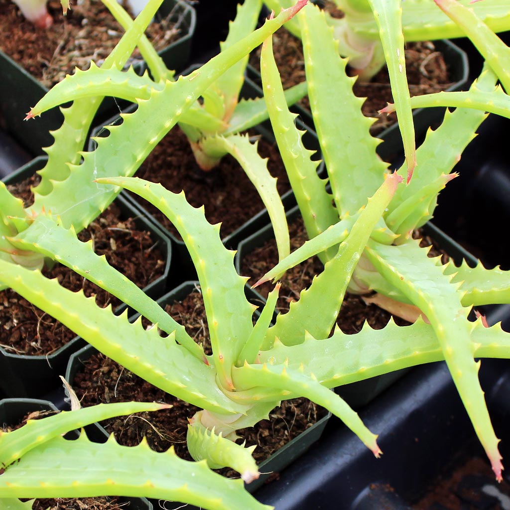 Aloe arborescens f. variegata - Candelabra Aloe Questions & Answers
