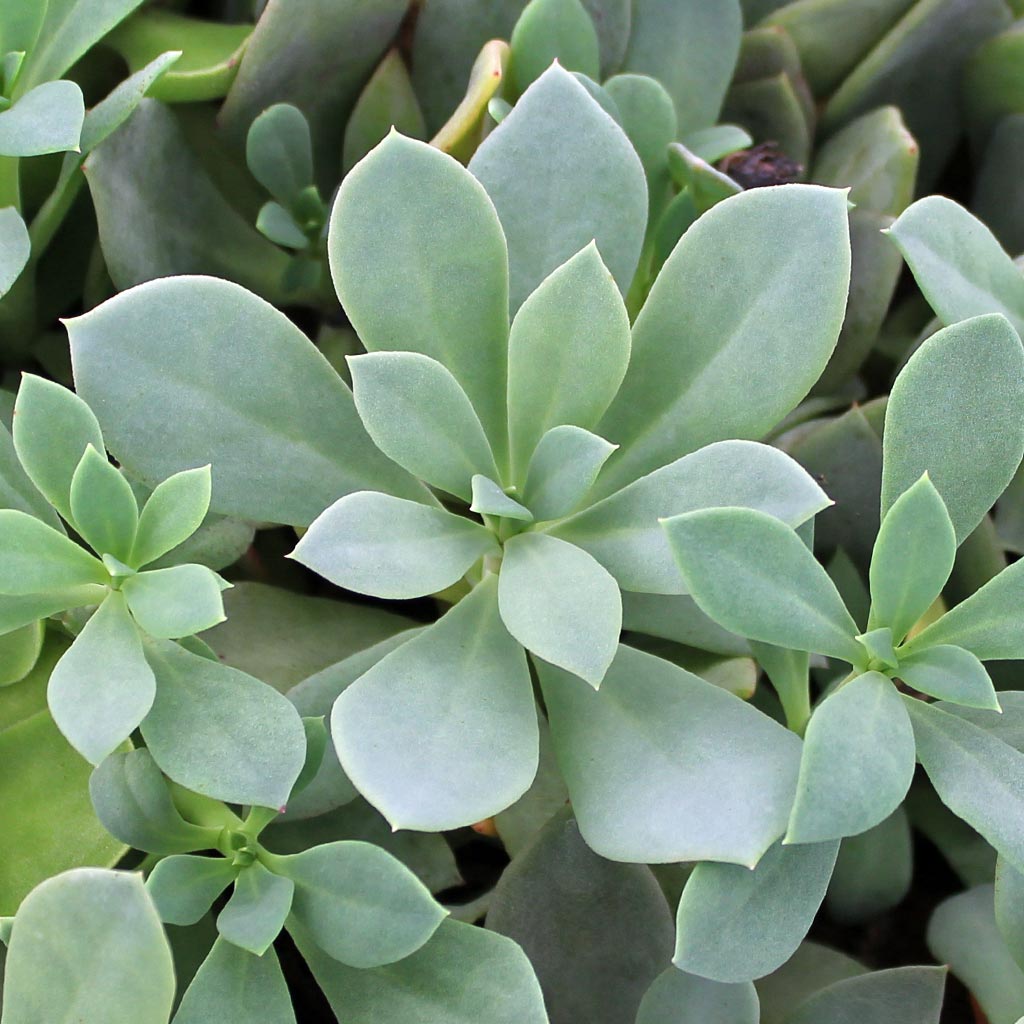 Cistanthe grandiflora - Shining Pink Rock Purslane Questions & Answers