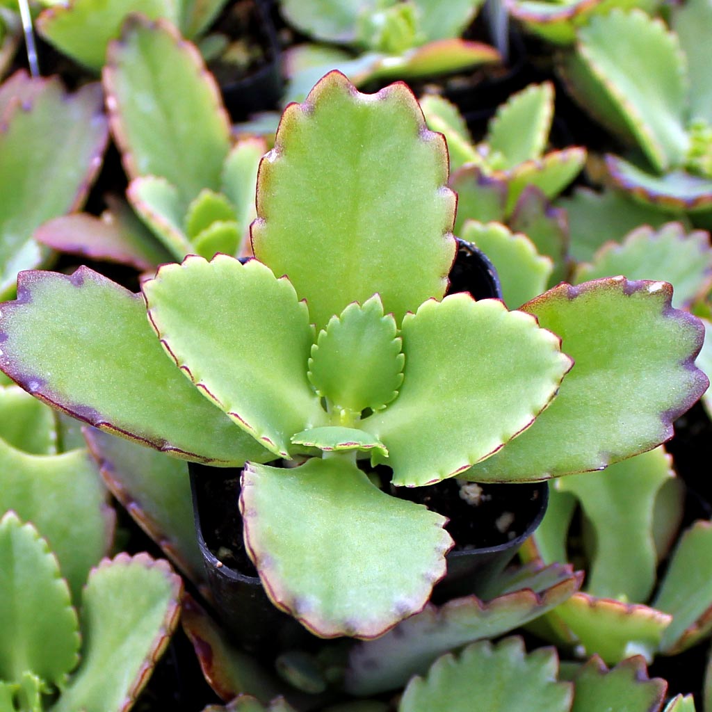 Kalanchoe longiflora Questions & Answers