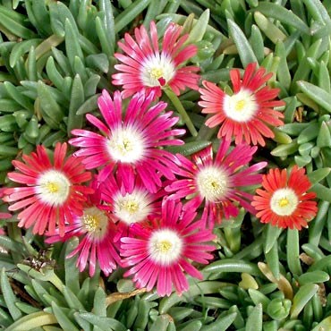 Delosperma dyeri 'Psdold' - Red Mountain Ice Plant Questions & Answers