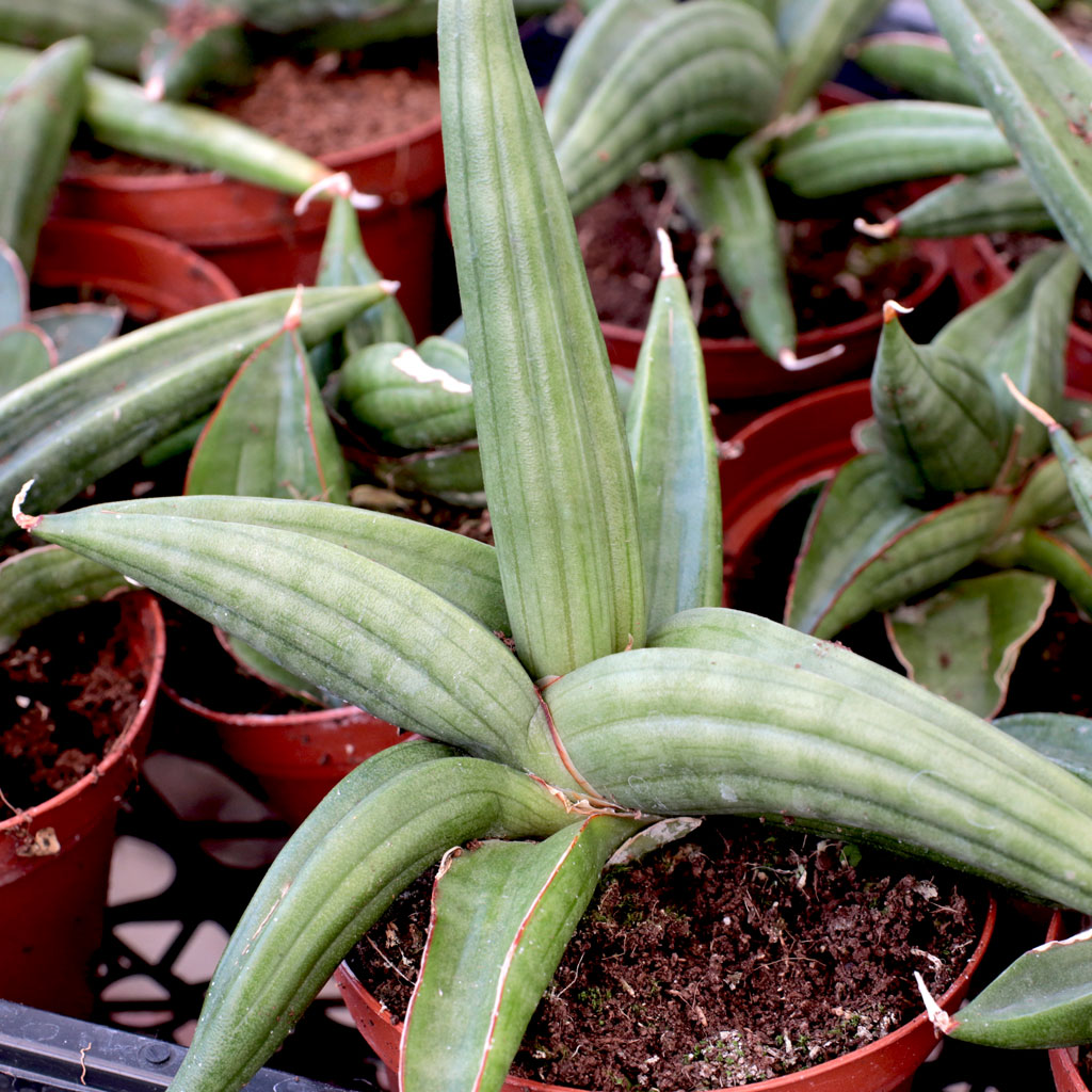 Are these sometimes called Snake plants  or Mother in law tounge?