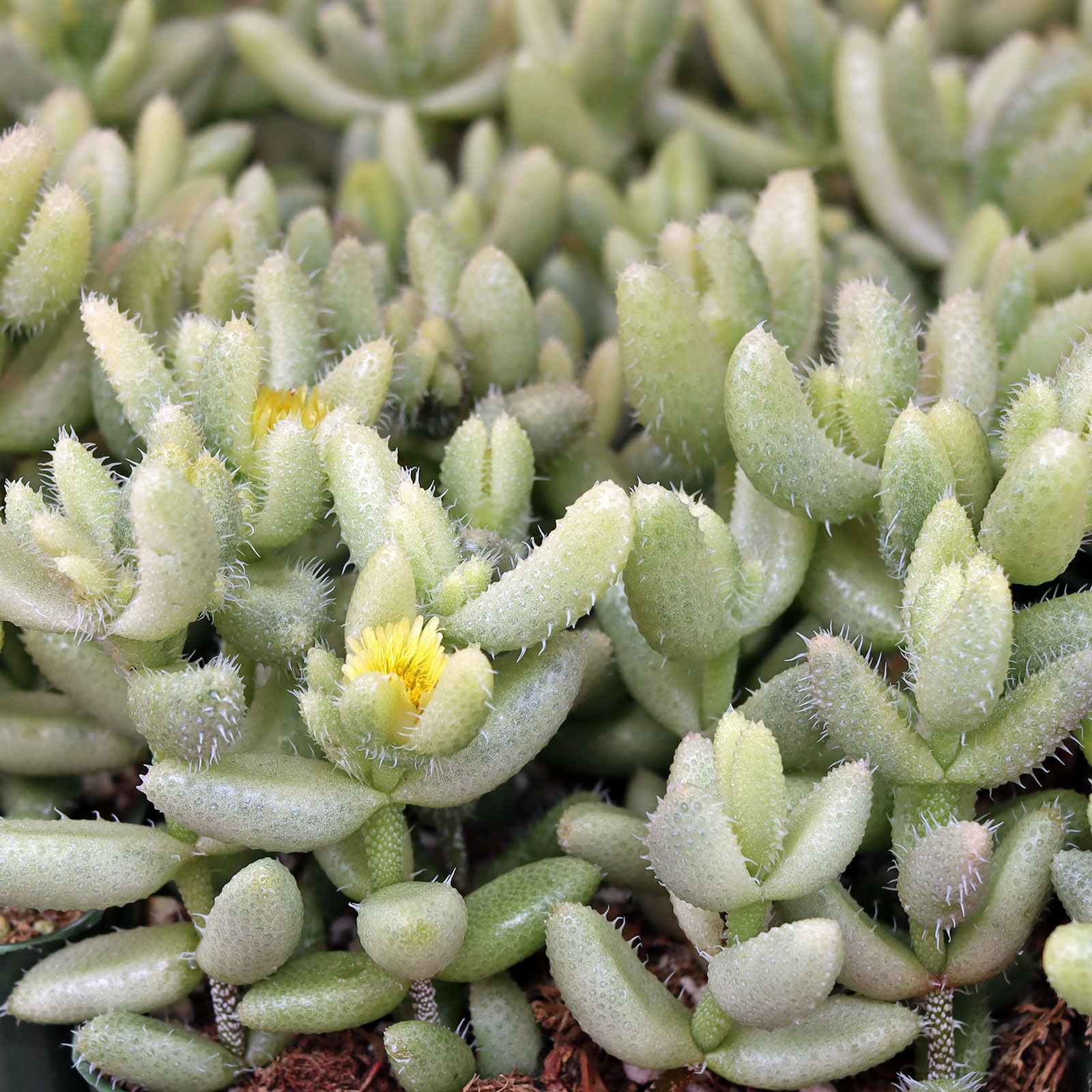 Delosperma echinatum f. variegata - Variegated Pickle Plant [large] Questions & Answers