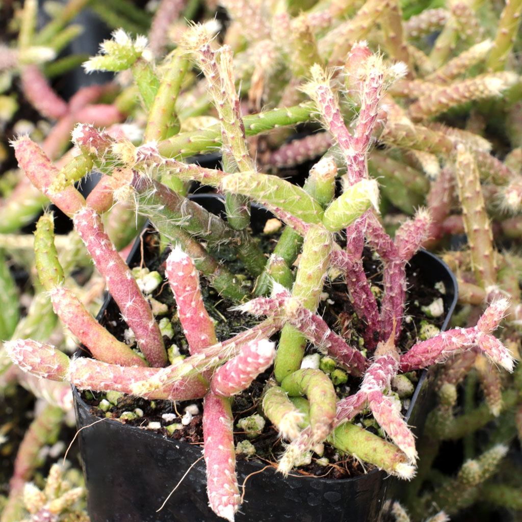 Rhipsalis pilocarpa Questions & Answers