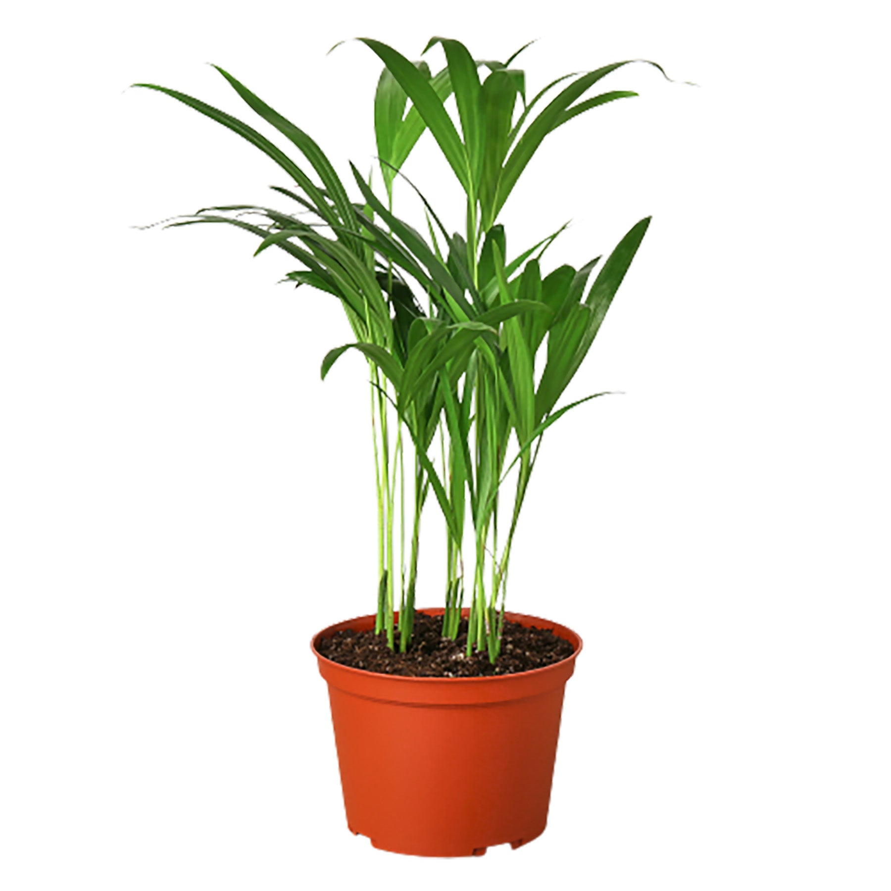 Areca Palm Questions & Answers