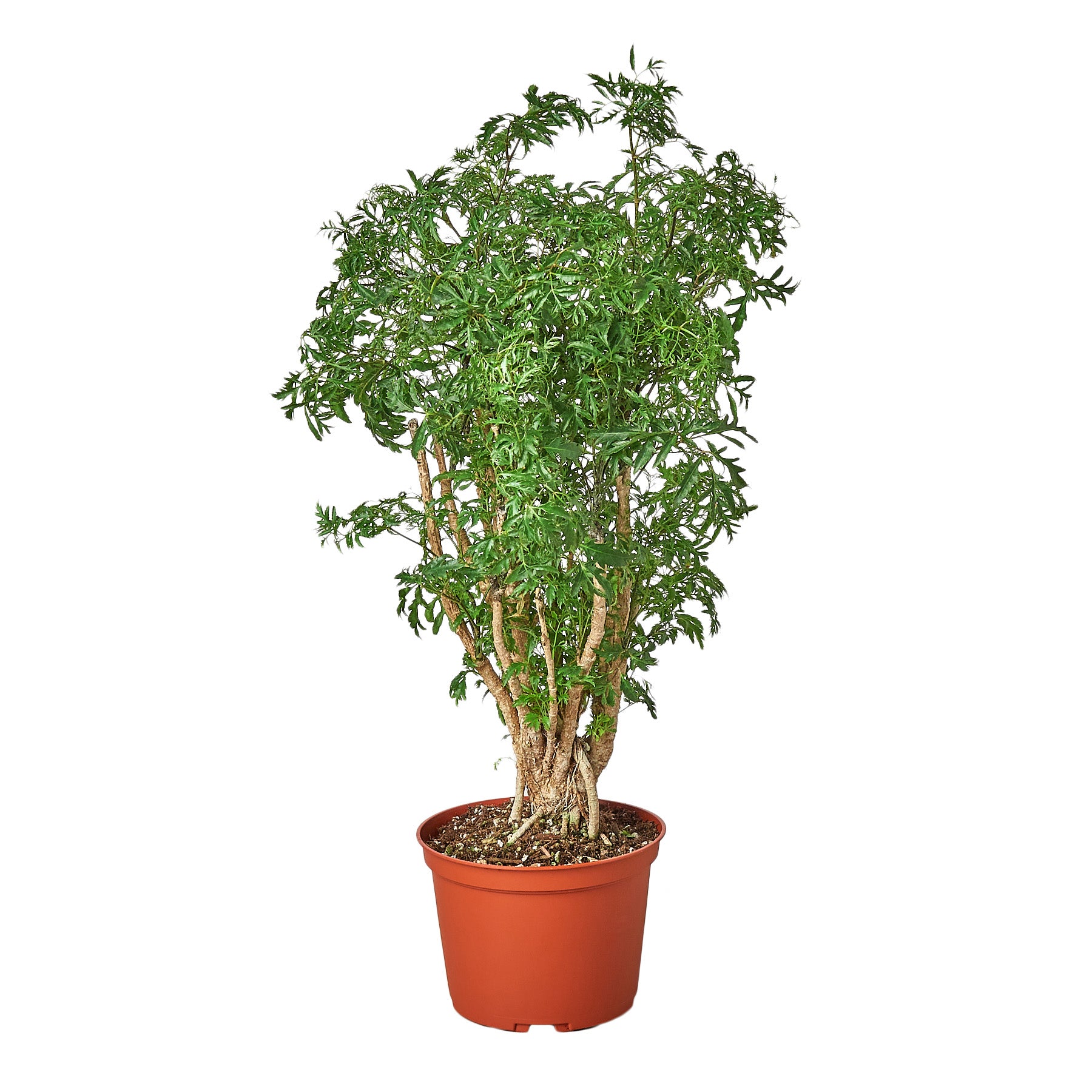 Aralia Ming Stump Plant Questions & Answers