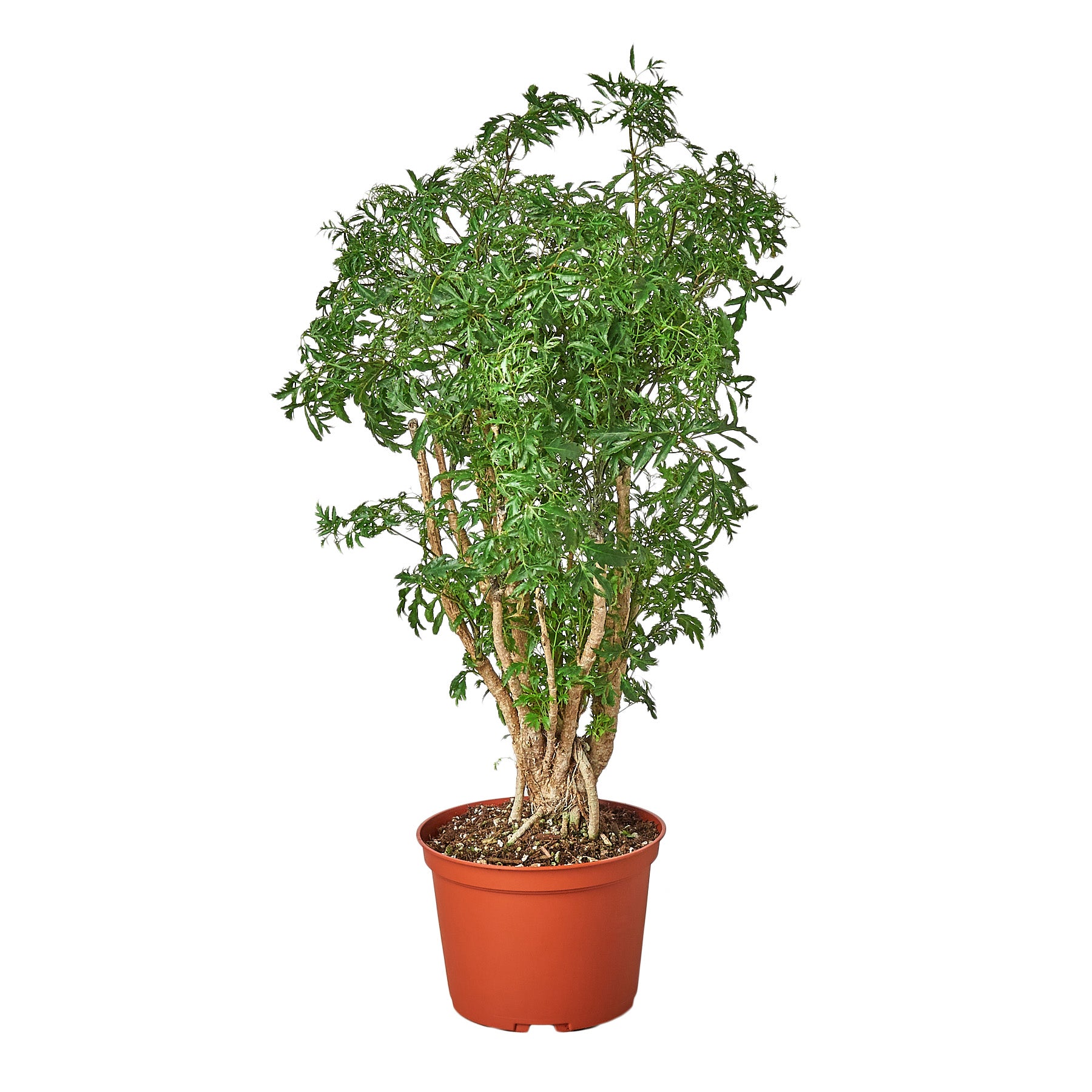 What planting medium should I use for Ming aralia bonsai