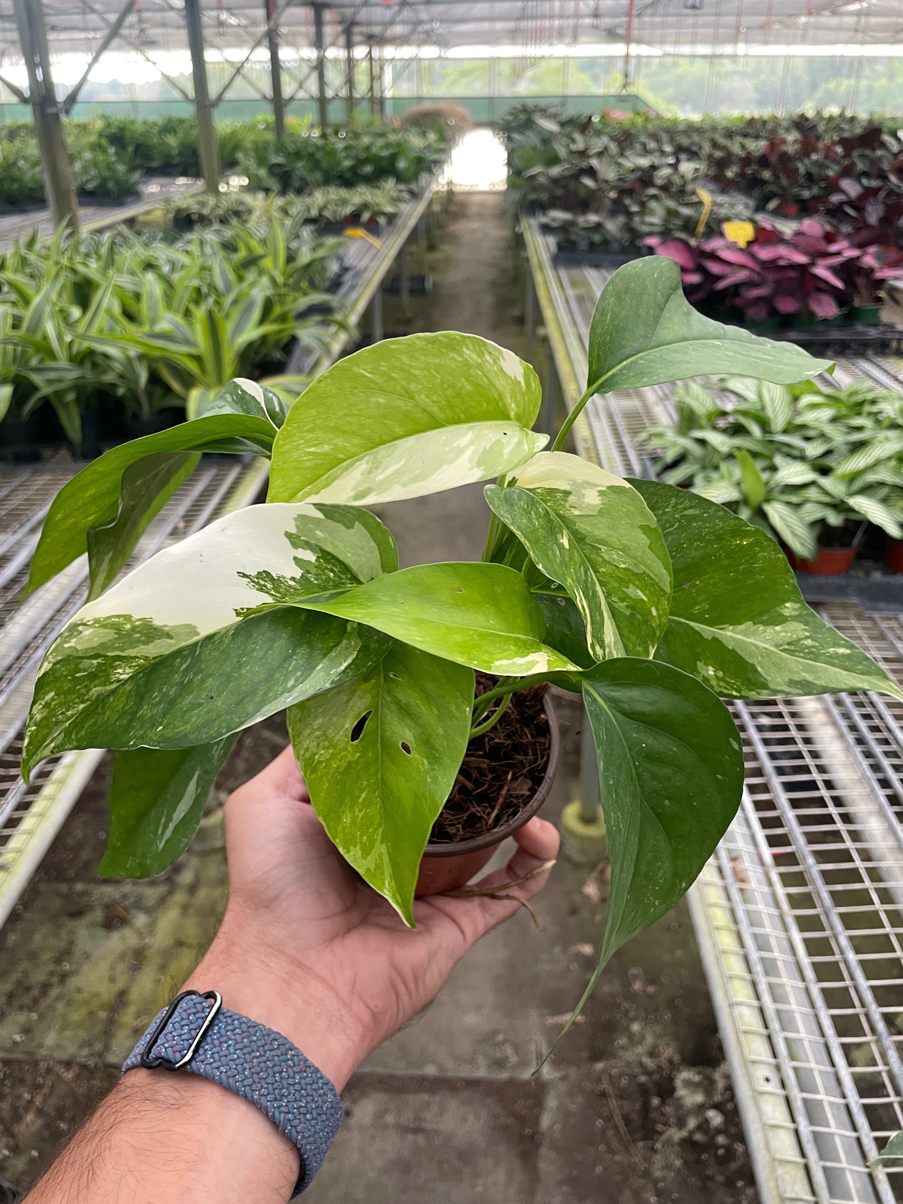 Pothos 'Albo Variegata' Questions & Answers