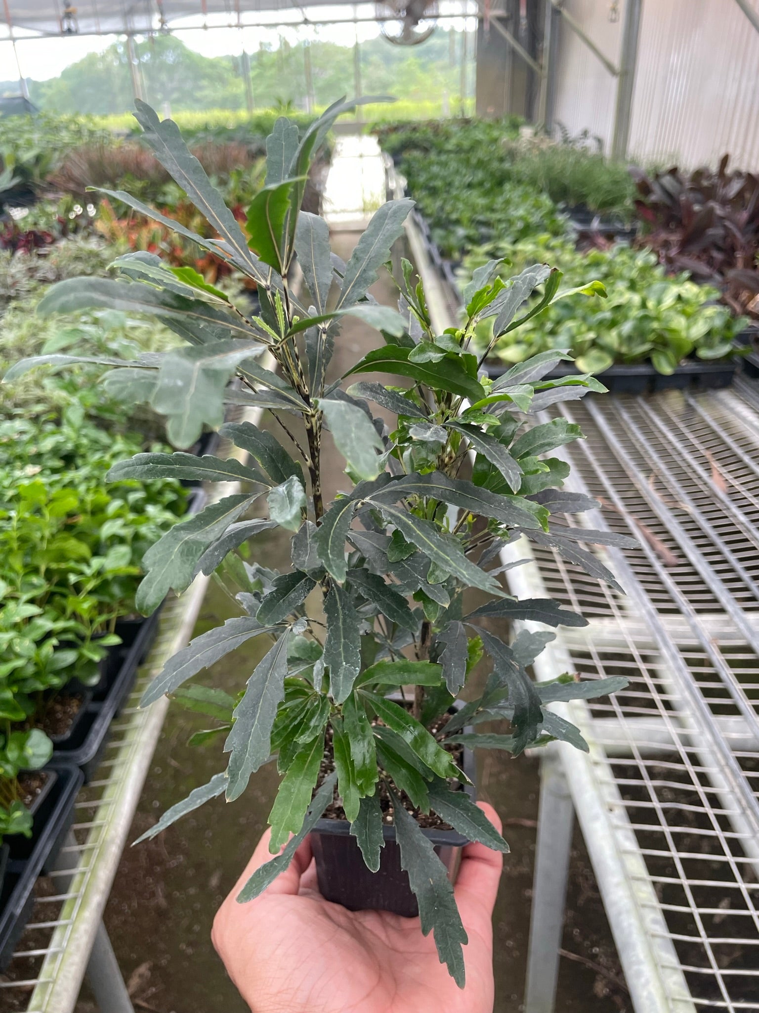 Aralia 'Green' Questions & Answers