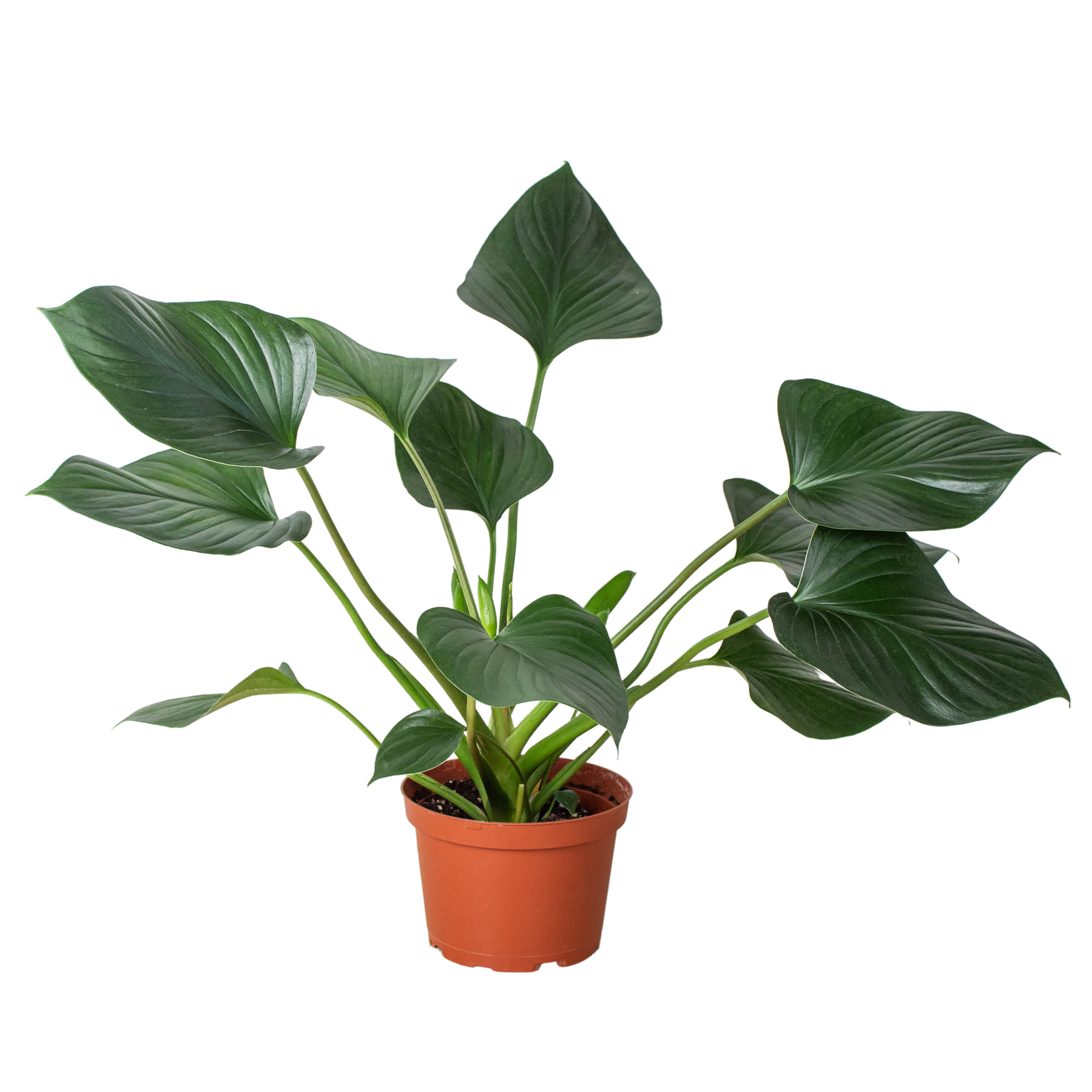 Homalomena 'Emerald Gem' Questions & Answers