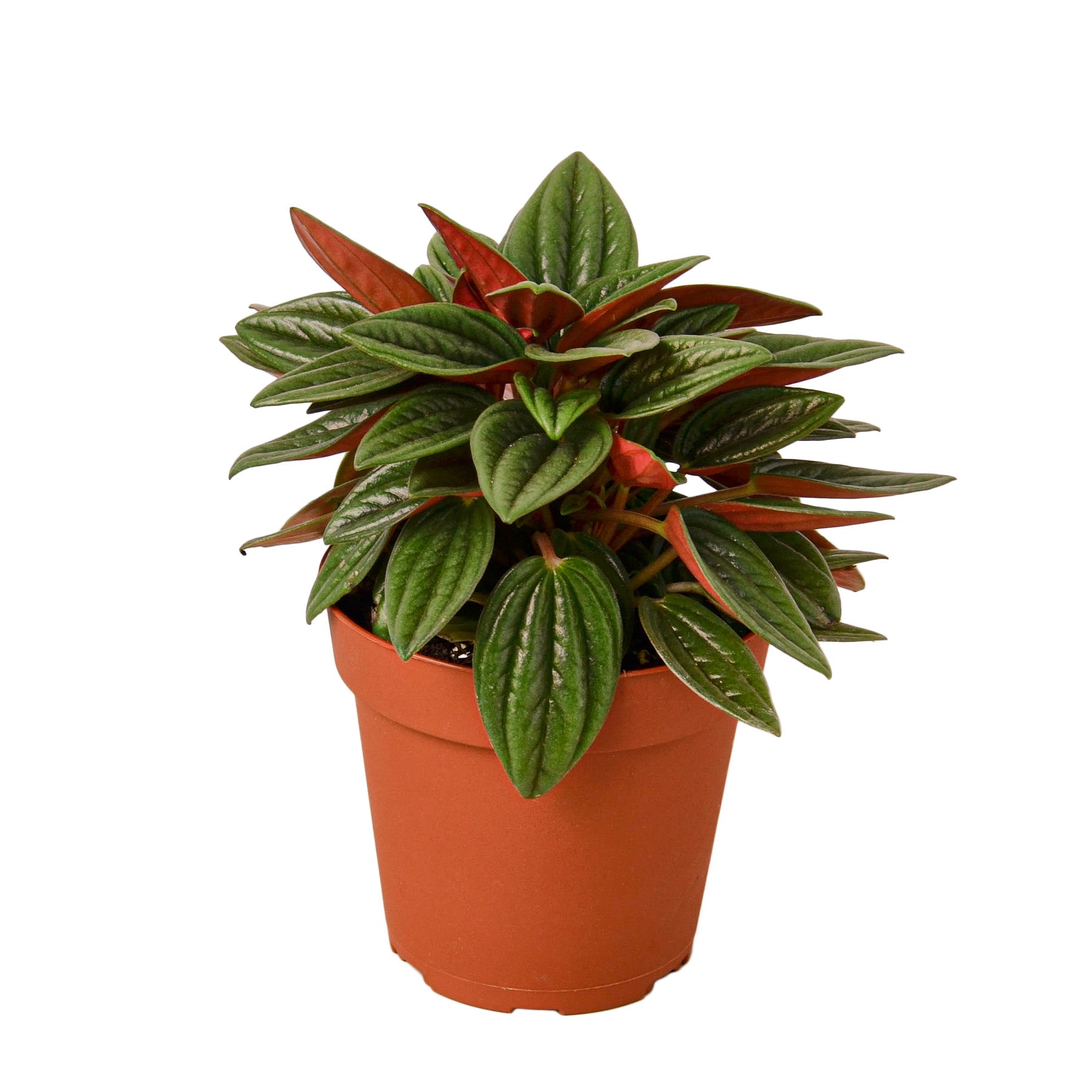 Peperomia Rosso Questions & Answers