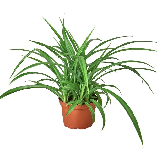 Spider Plant 'Green' - Chlorophytum comosum Questions & Answers