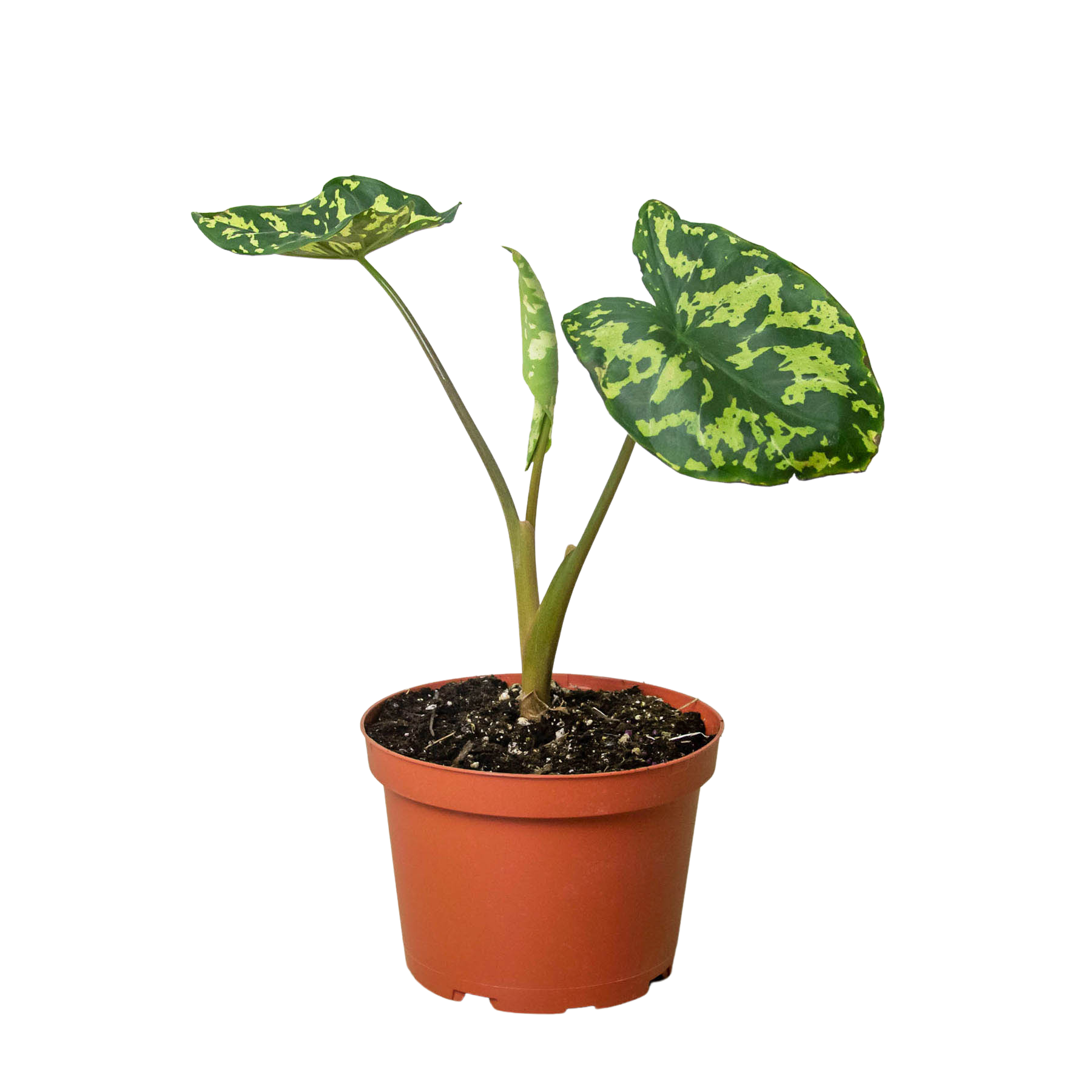 Alocasia 'Hilo Beauty' Questions & Answers