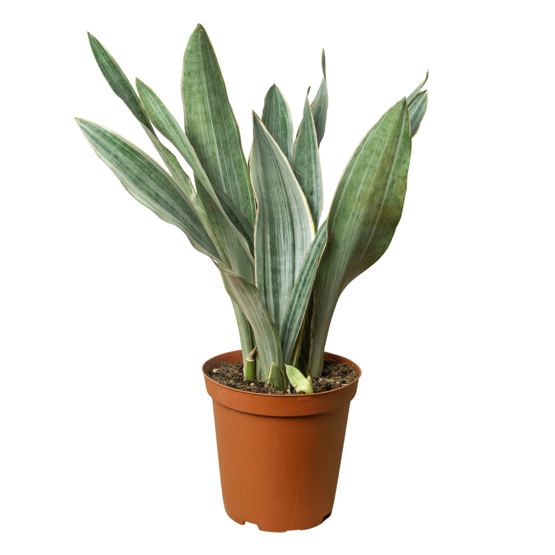 Snake Plant 'Sayuri' Questions & Answers