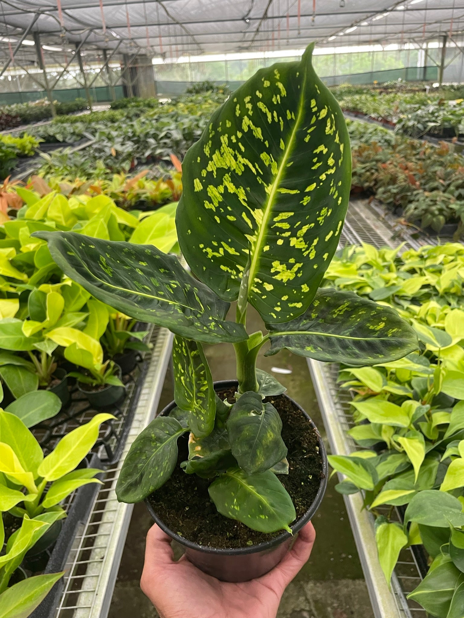 Dieffenbachia 'Reflector' Questions & Answers