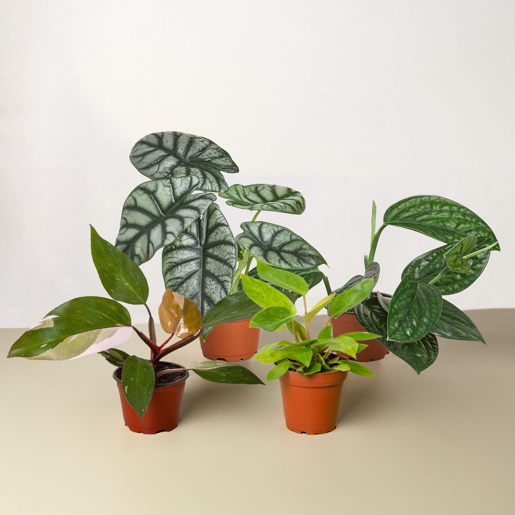 Rare Plant Bundle Questions & Answers