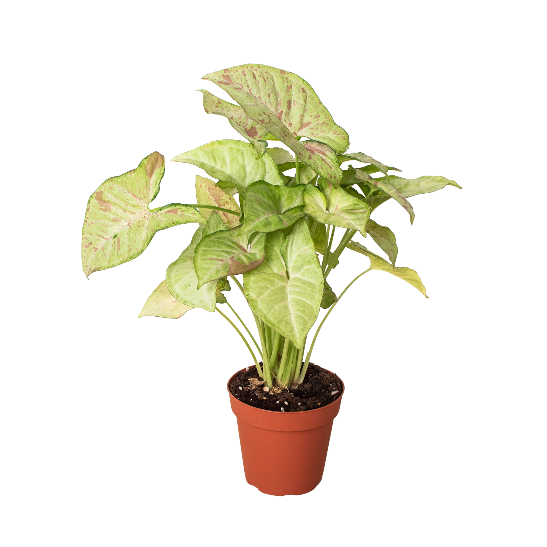 Syngonium 'Confetti' Questions & Answers