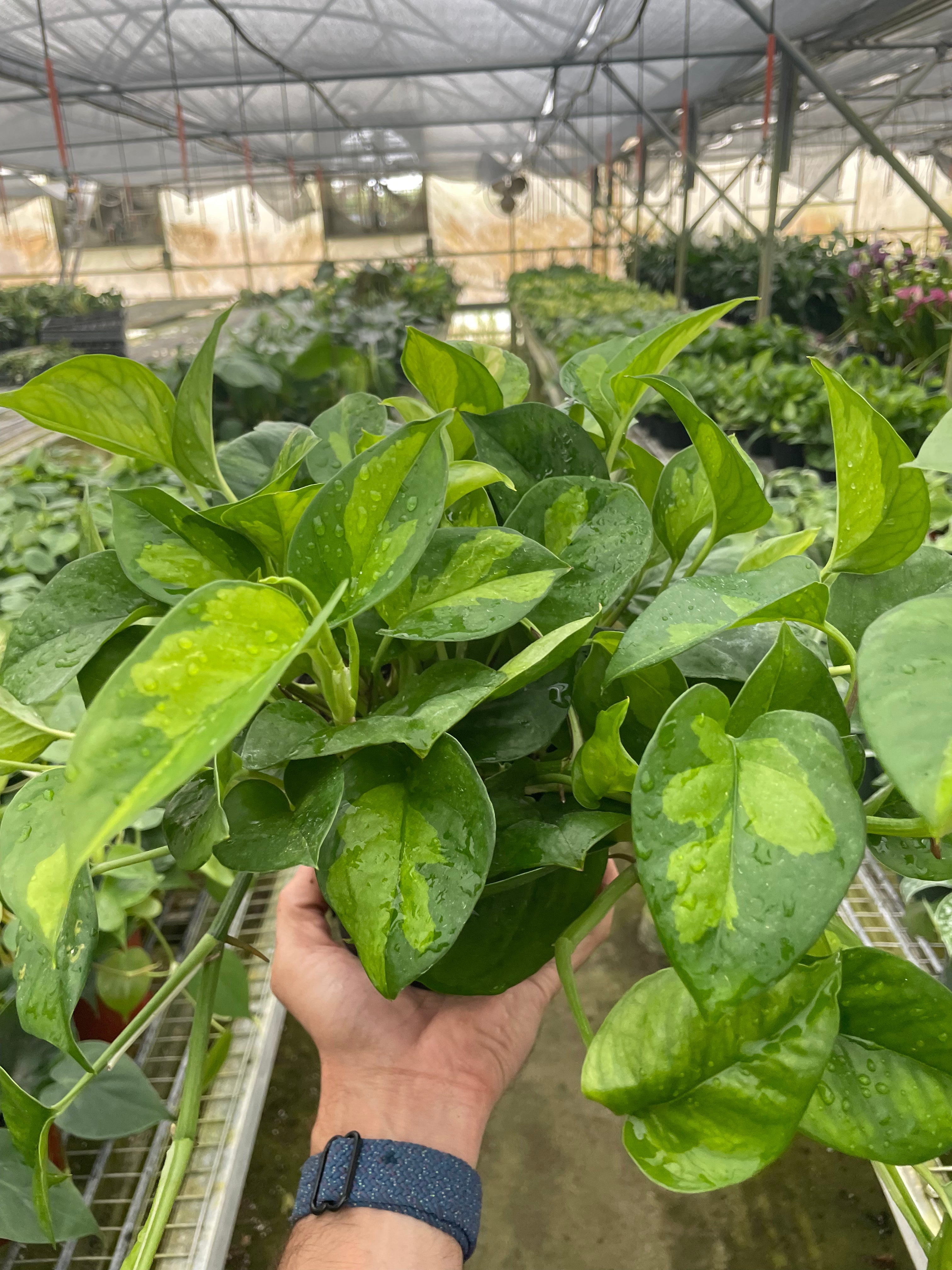 Pothos 'Global Green' Questions & Answers