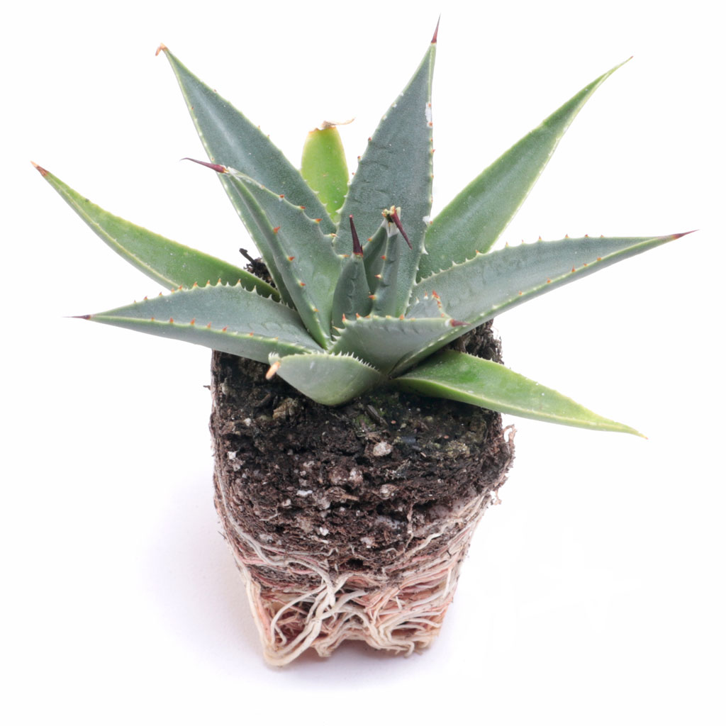 Agave utahensis - Utah Agave Questions & Answers