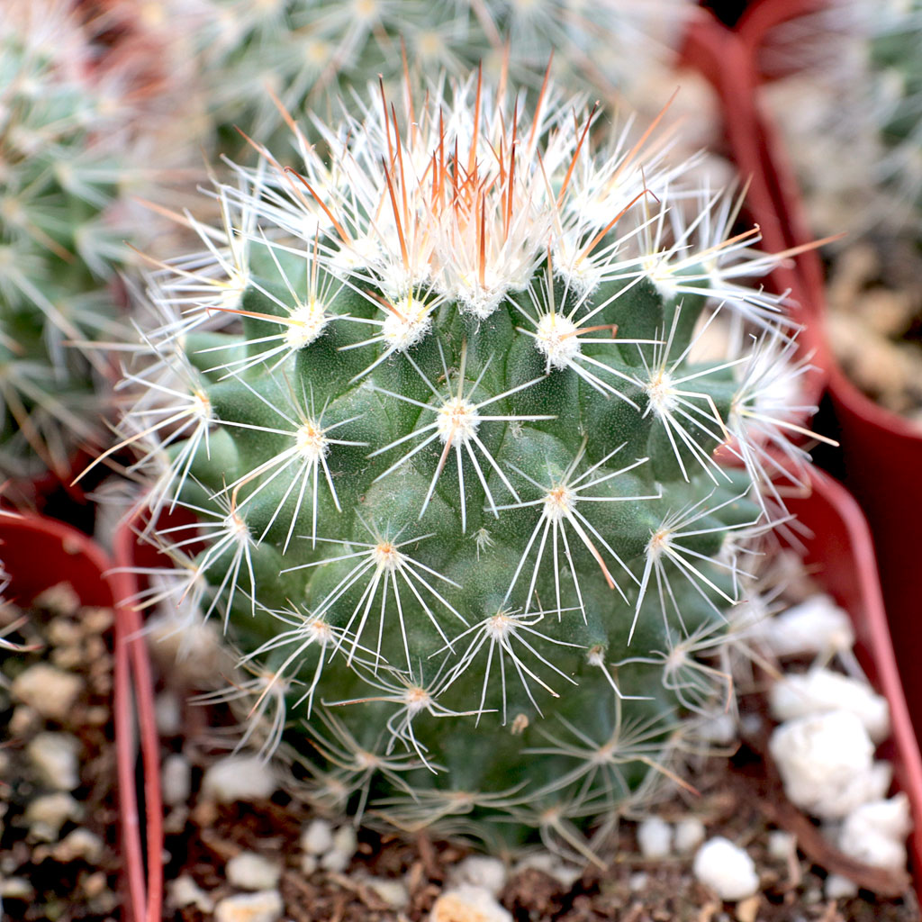 Mammillaria backebergiana Questions & Answers