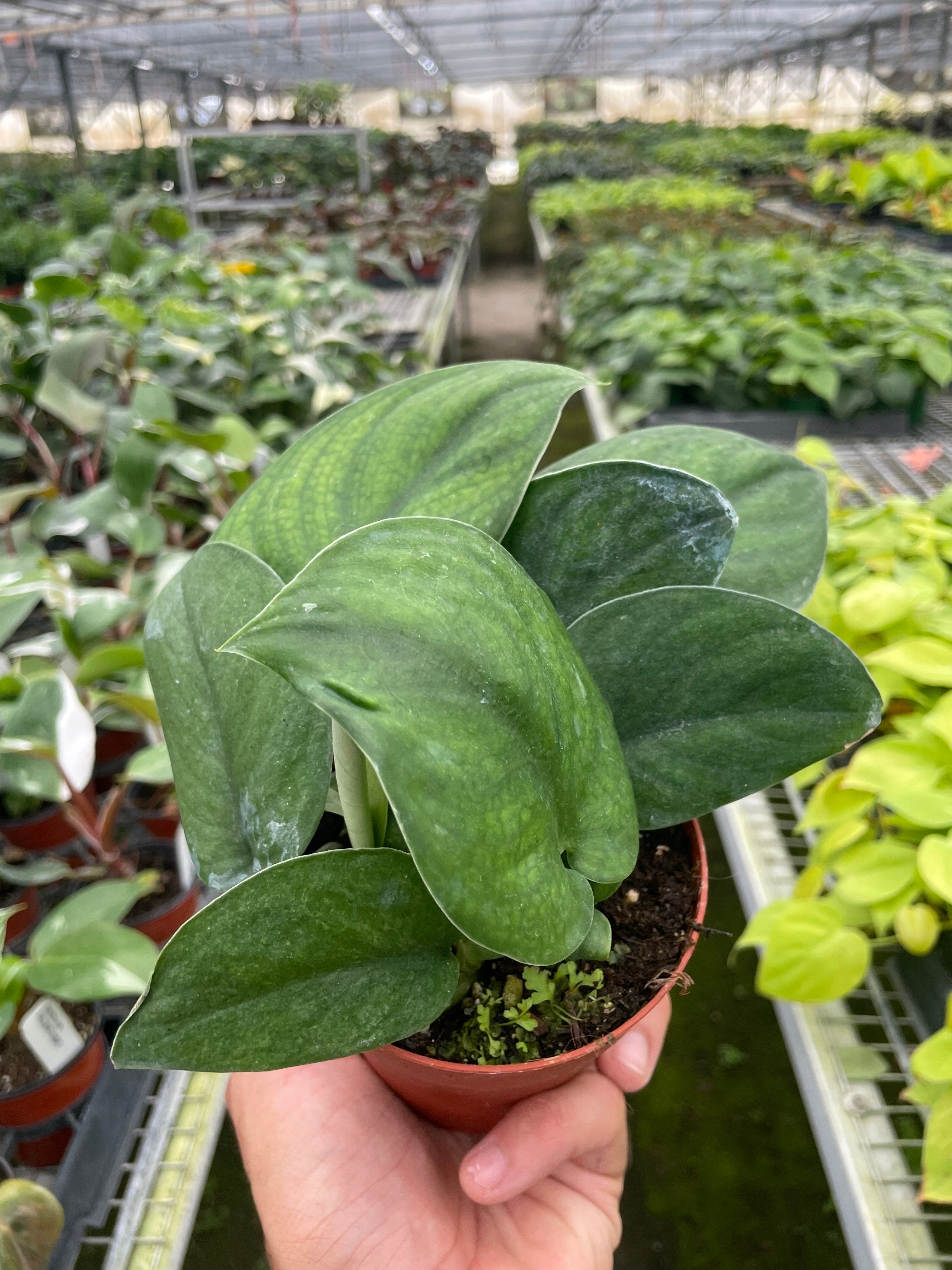 Pothos Jade Satin Questions & Answers