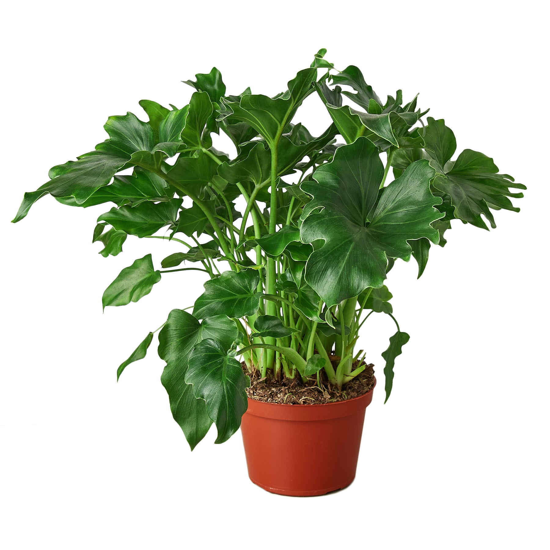 Philodendron 'Little Hope' Questions & Answers