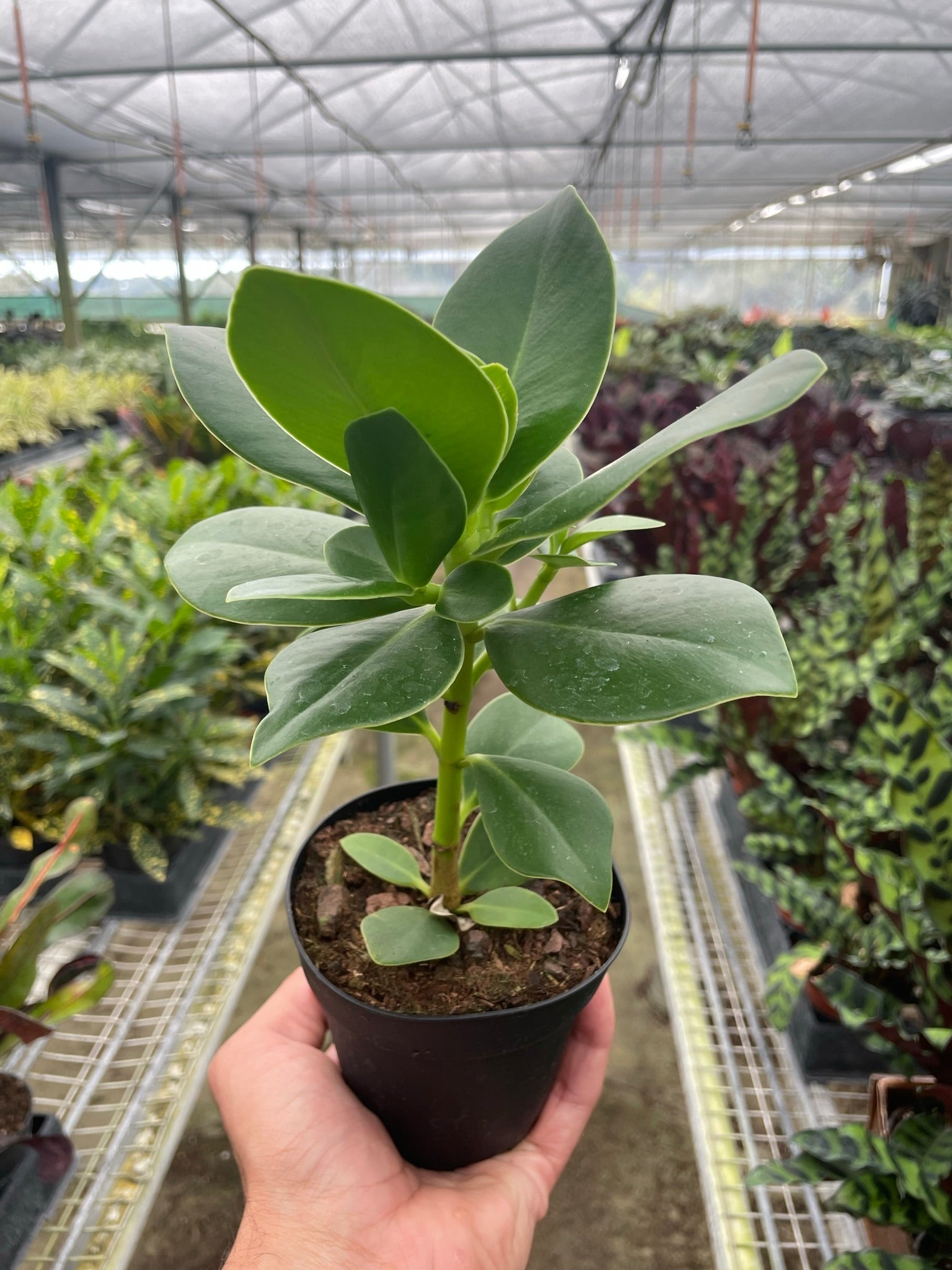 Clusia 'Princess' (Autograph Plant) Questions & Answers