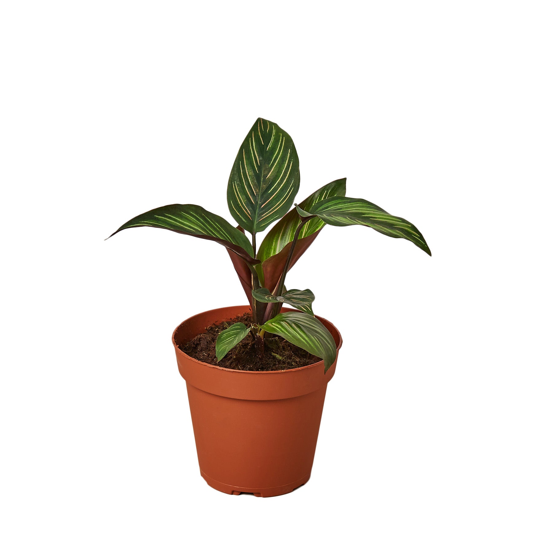 Calathea 'Beauty Star' Questions & Answers