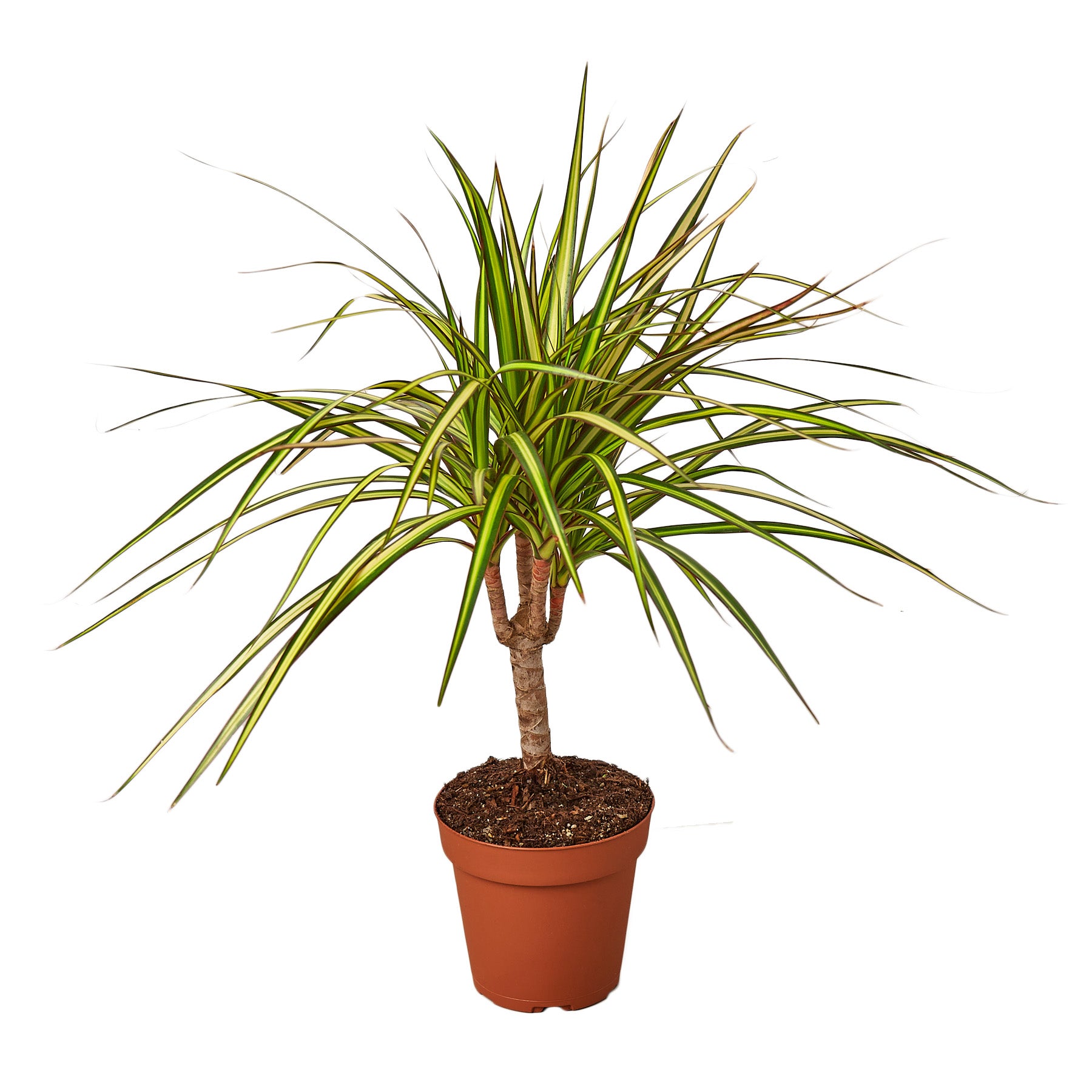 Dracaena Marginata 'Sunshine' Questions & Answers