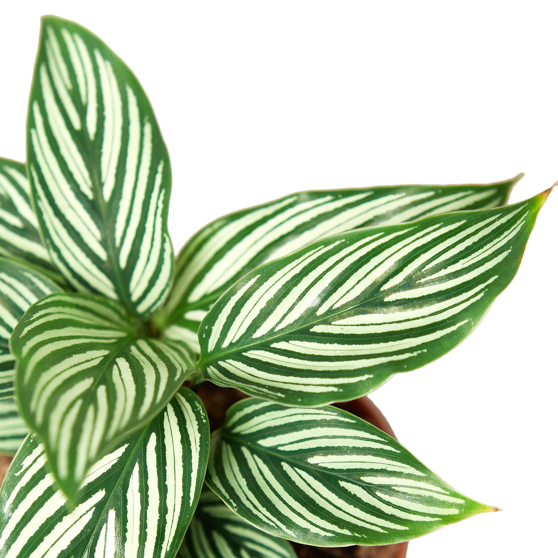 Calathea 'Vittata' Questions & Answers