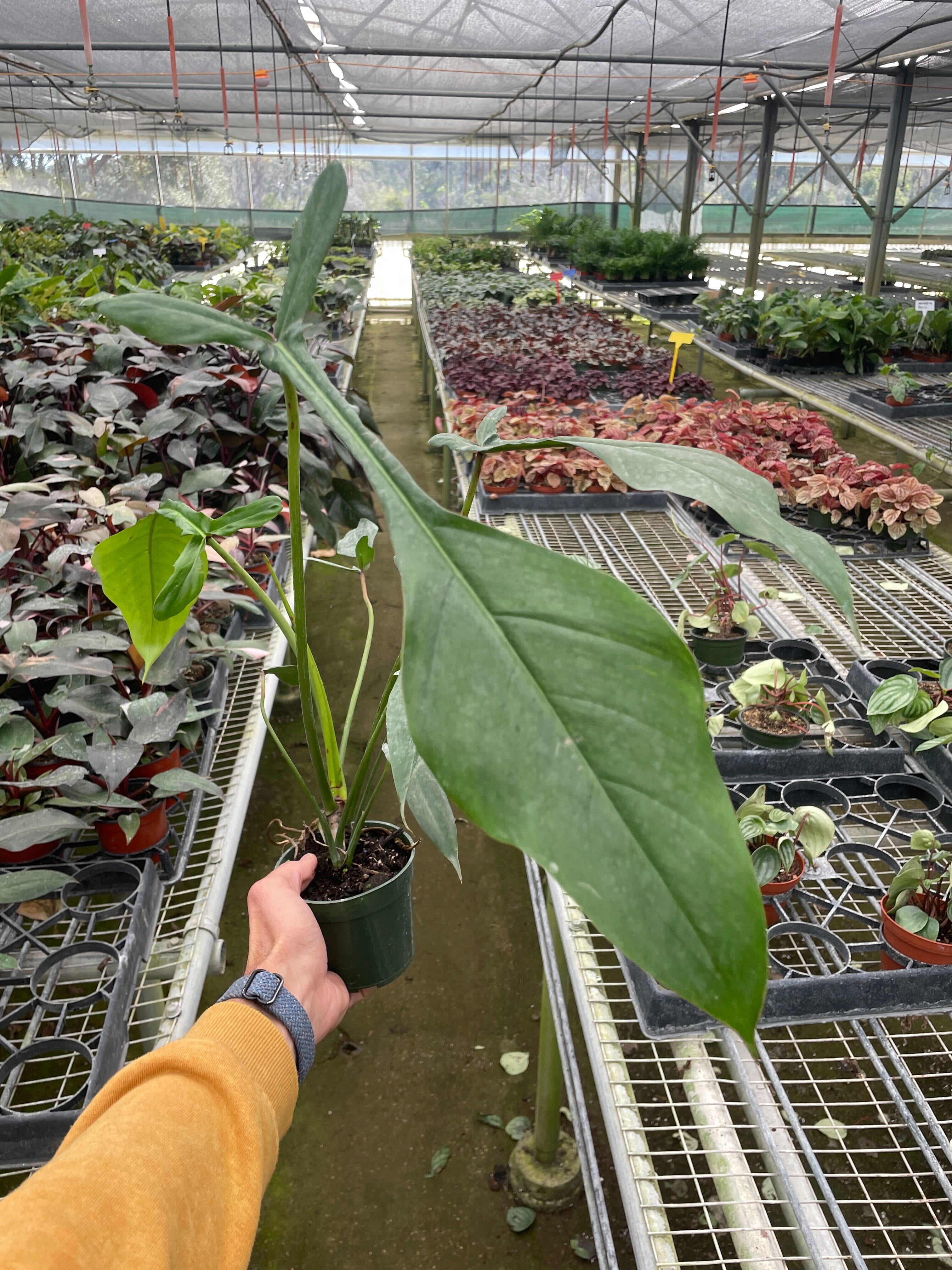 Philodendron 'JOEPII' Questions & Answers