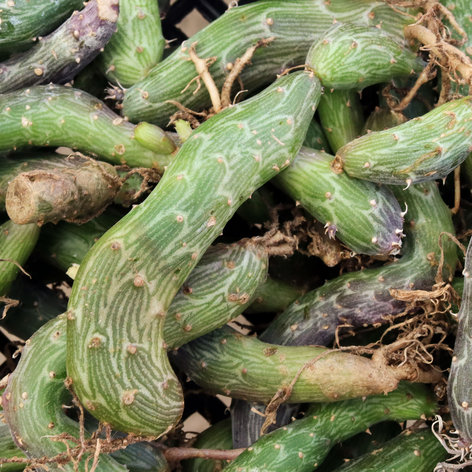 Senecio pendulus offering - is the price for a single stem or are multiple stems part of the offering?