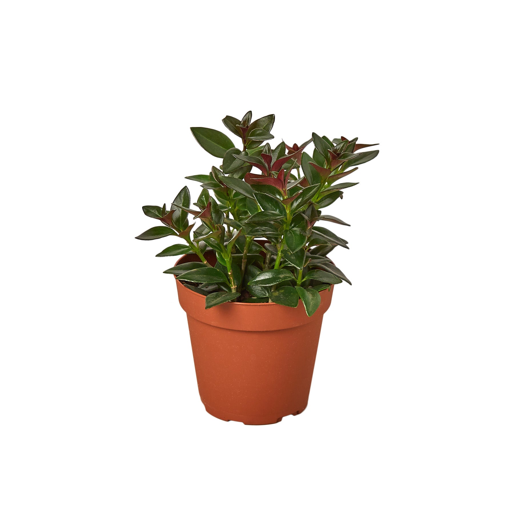 Nematanthus Black Goldfish Plant Questions & Answers
