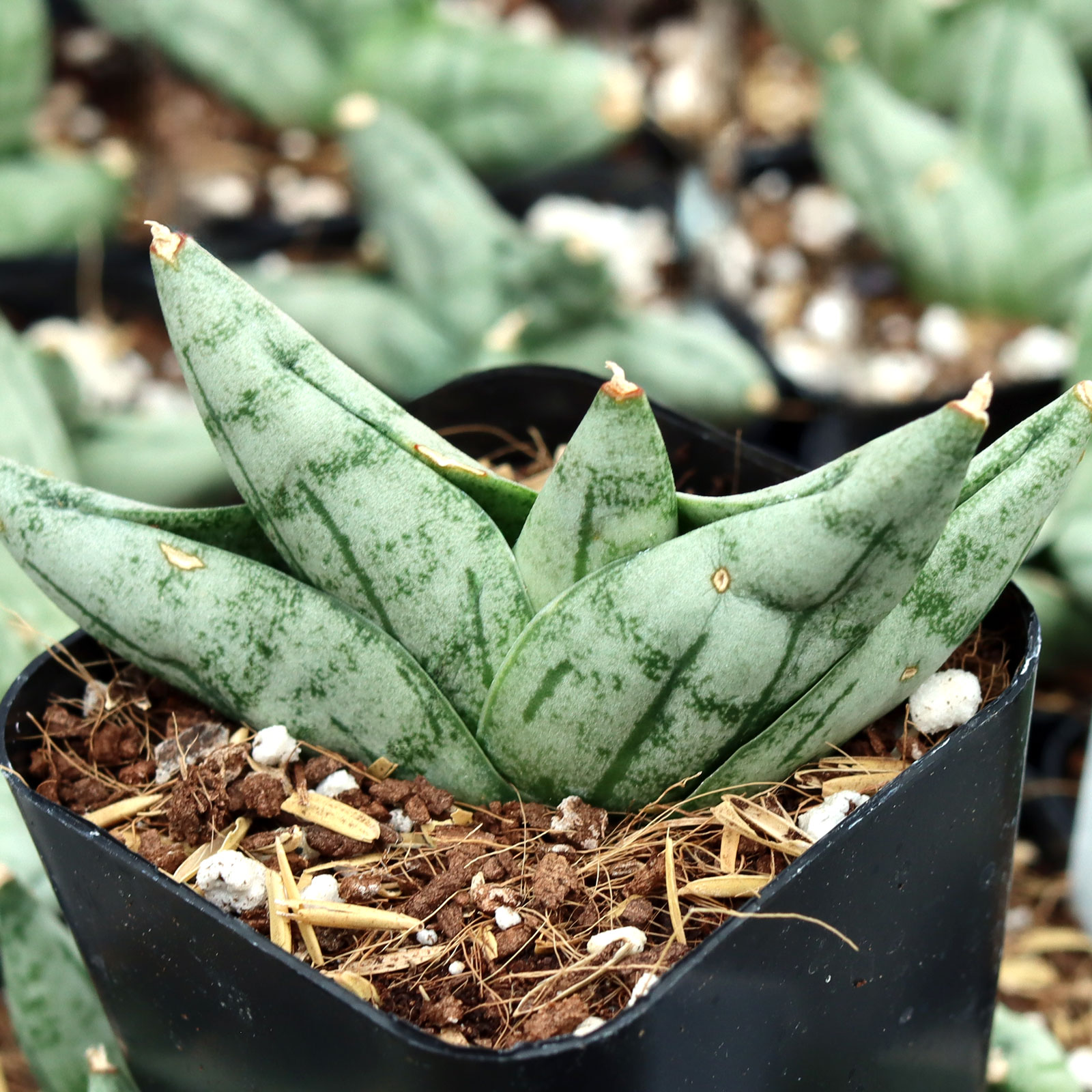 Are these sometimes called Snake plants  or Mother in law tounge?