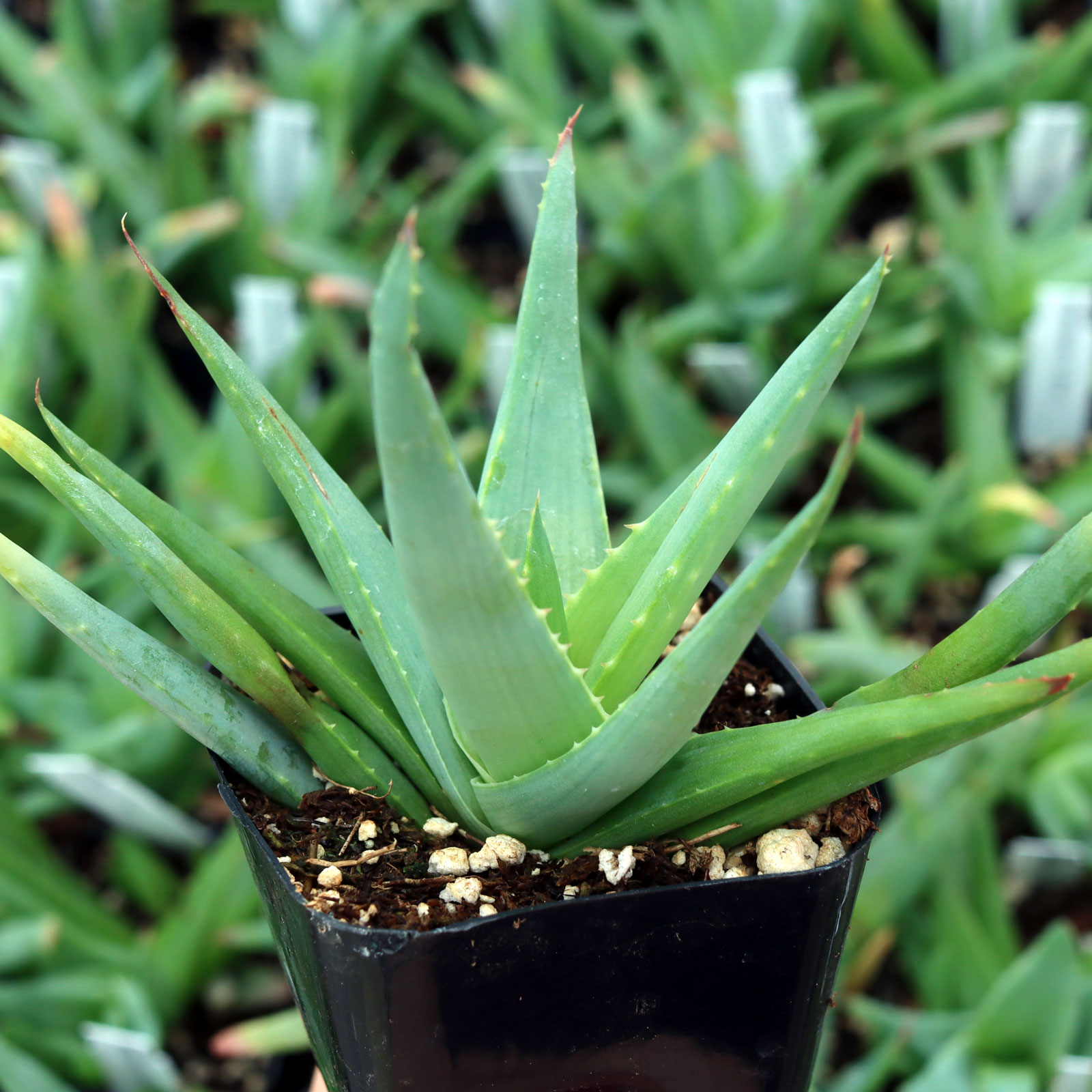 Aloe 'Walmsley's Blue' Questions & Answers