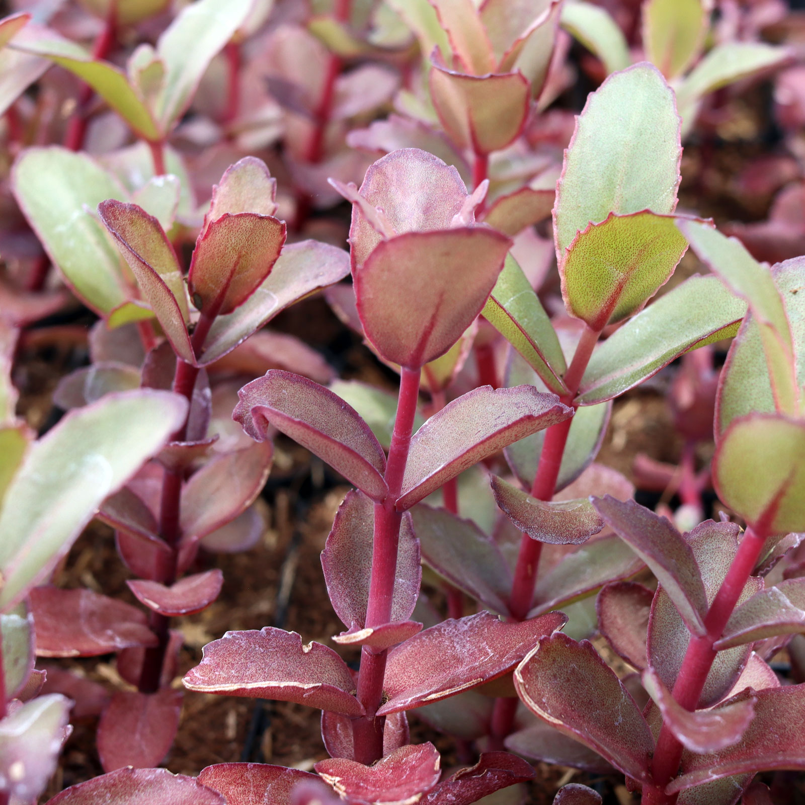 Sedum telephium 'Purple Emperor' Questions & Answers