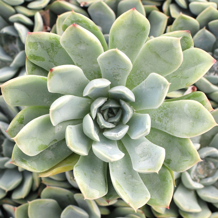 Echeveria 'Alfred' [large] Questions & Answers