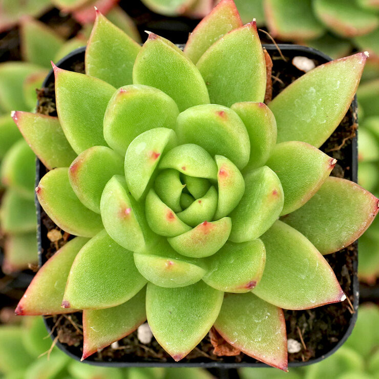 Echeveria agavoides 'Prolifera' [large] Questions & Answers