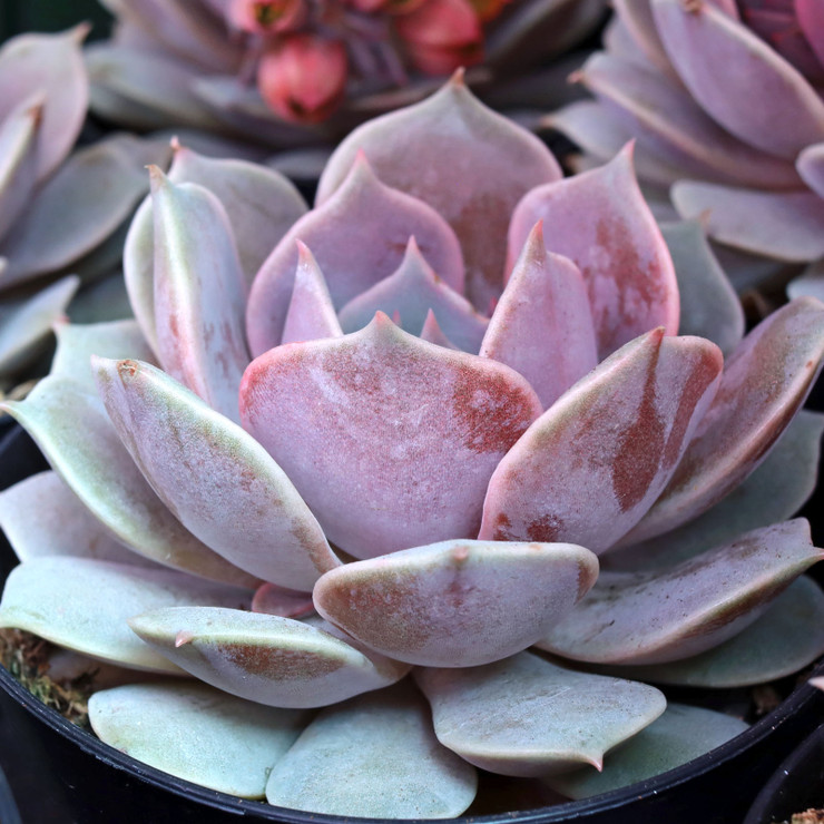 Echeveria 'Pink Diamond' Questions & Answers