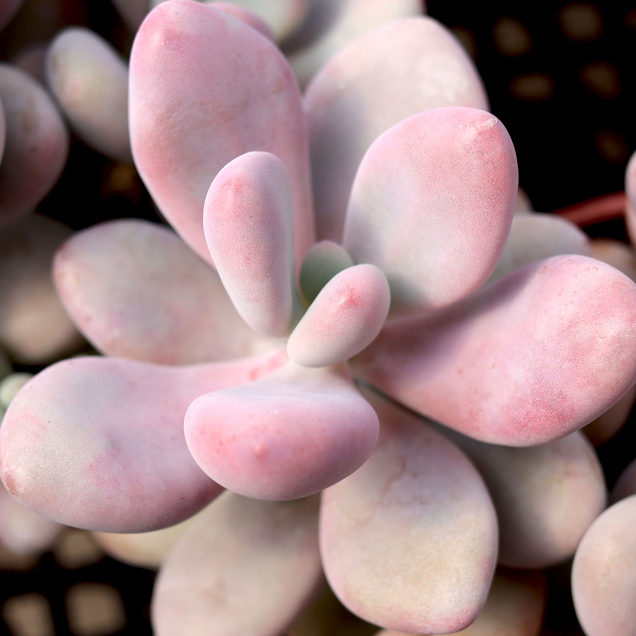 Pachyphytum oviferum - Pink Moonstone [large] Questions & Answers