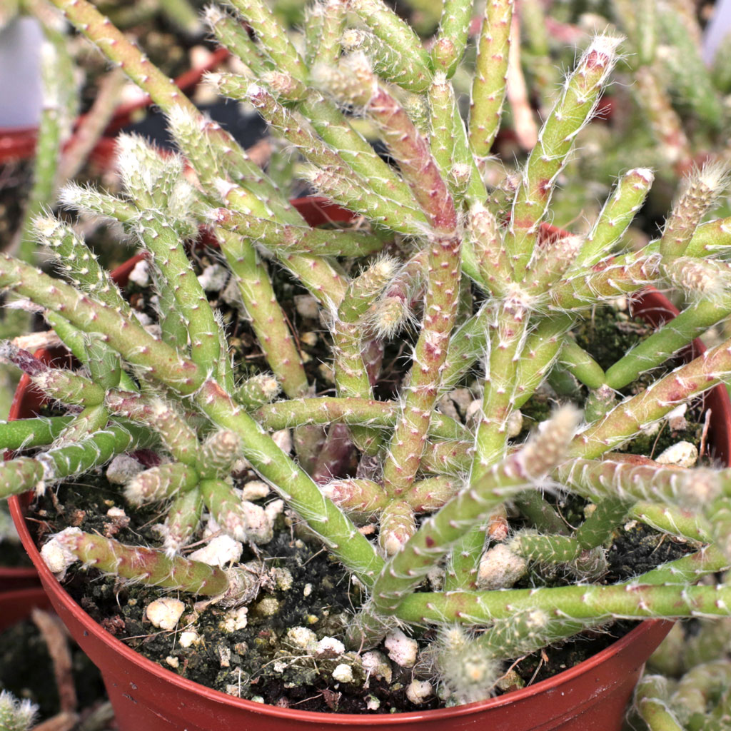 Rhipsalis pilocarpa [large] Questions & Answers