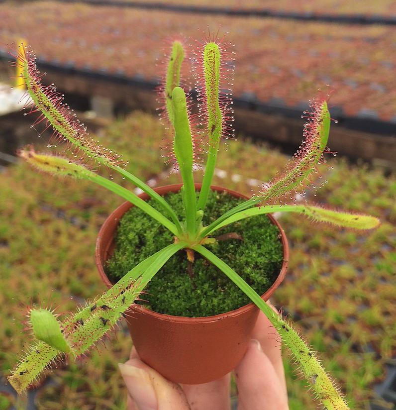 Drosera capensis - Octopus Plant [carnivorous] Questions & Answers