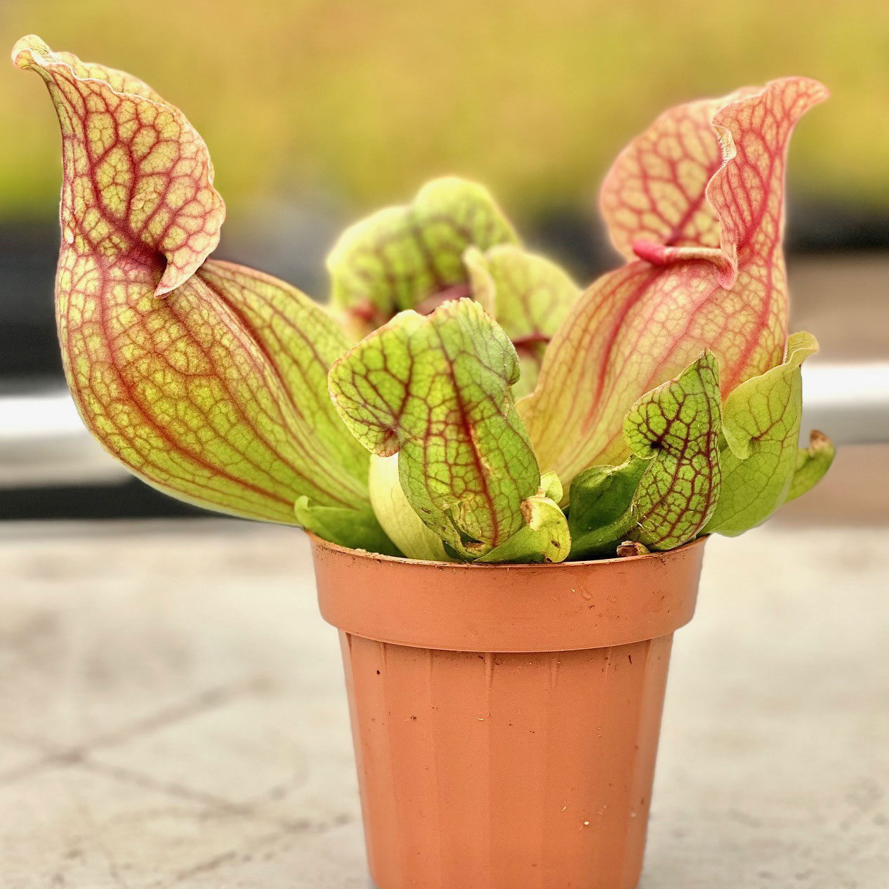 Sarracenia purpurea - Purple Pitcher Plant [carnivorous] Questions & Answers