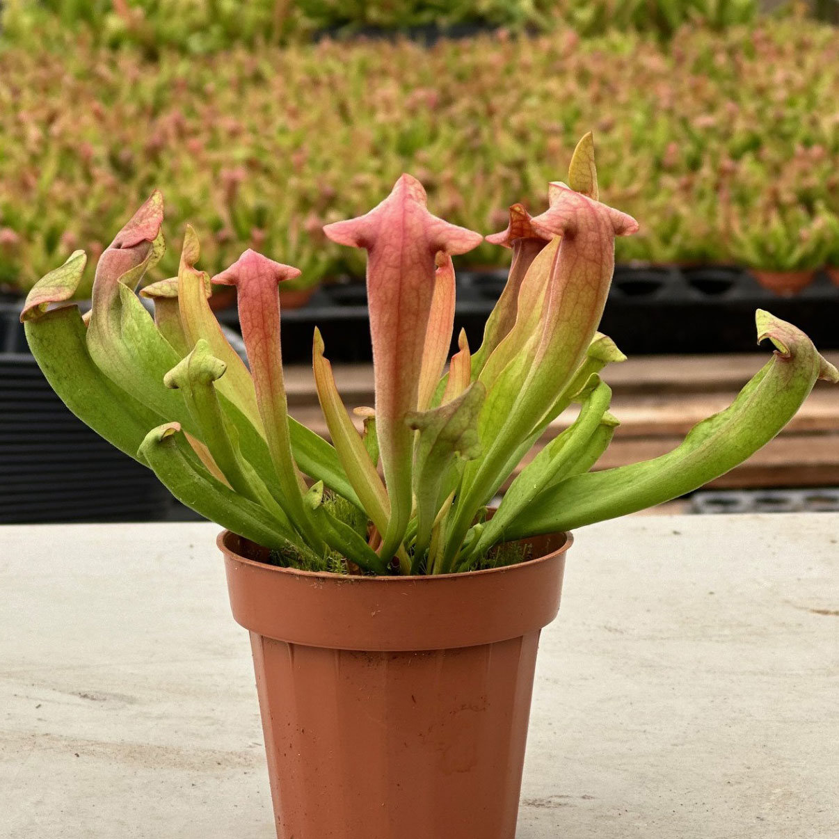 Sarracenia 'Cobra Nest' - Pitcher Plant [carnivorous] Questions & Answers