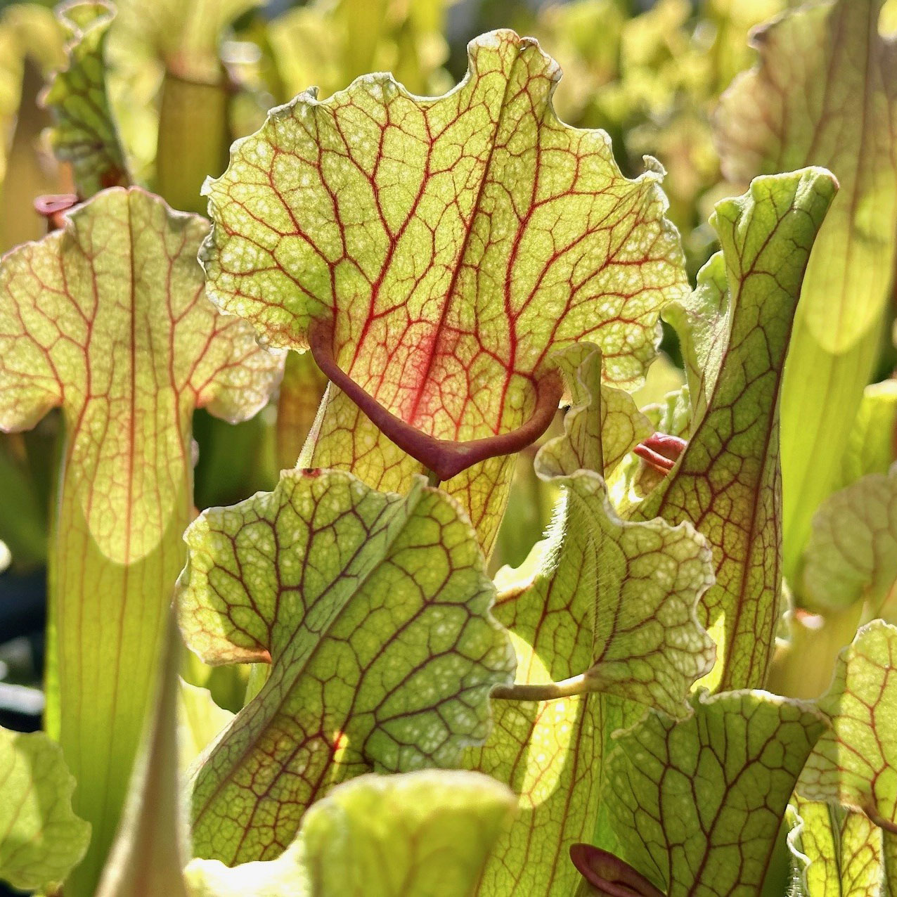 Do I have to give the carnivorous plants insects, live or dead? Will they die without eating insects?