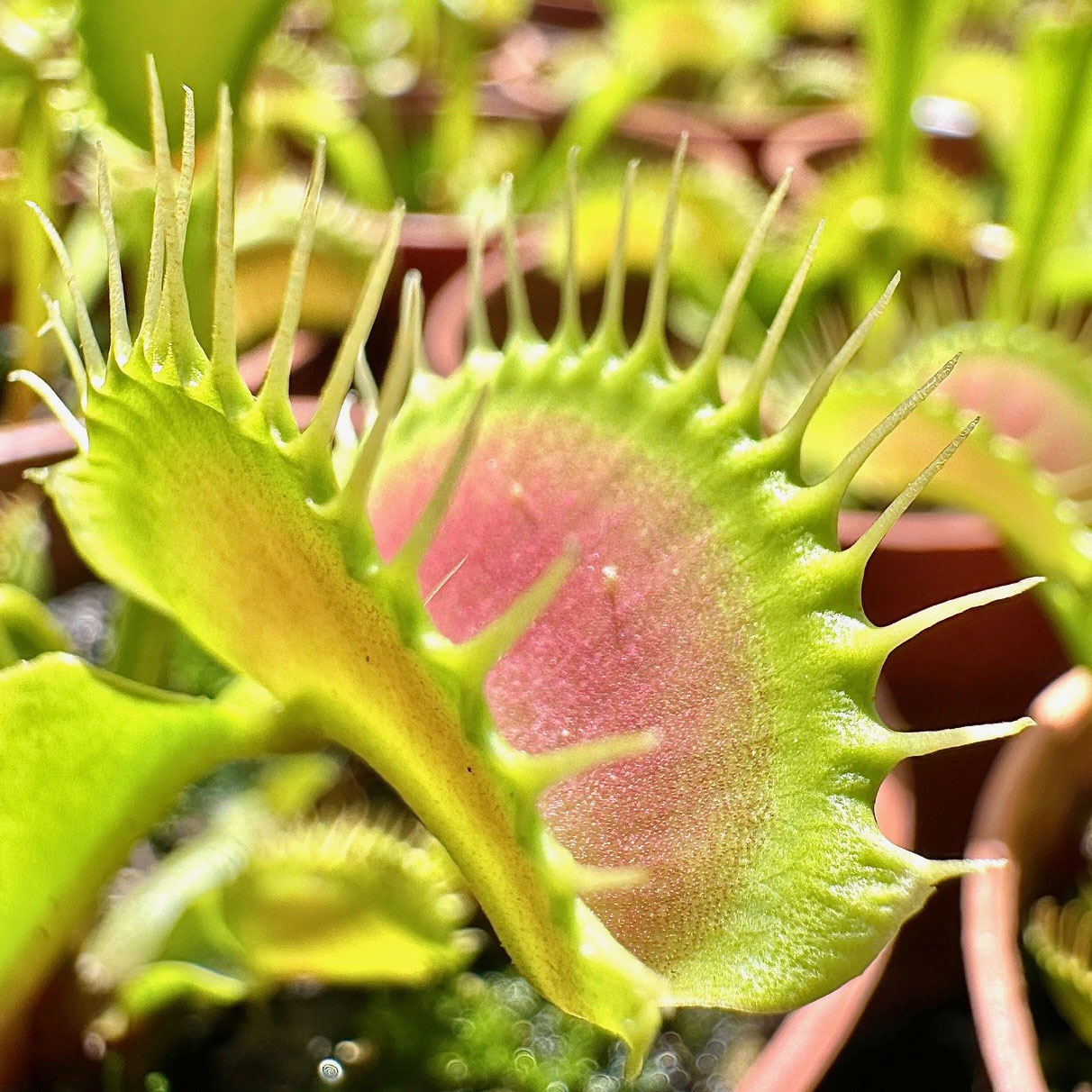 Do these plants eat gnats and other flying insects