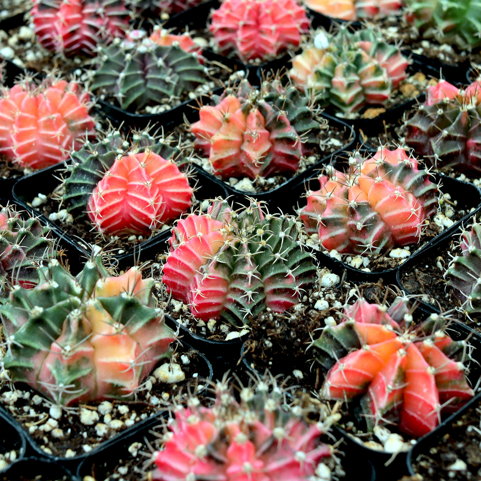 Gymnocalycium mihanovichii f. variegata - Variegated Moon Cactus Questions & Answers