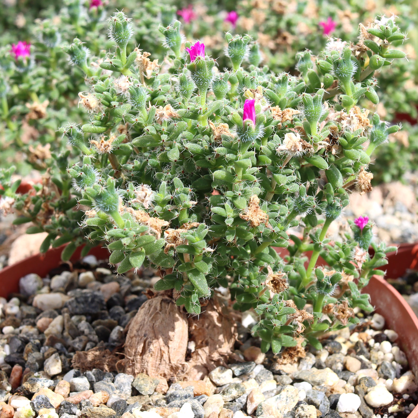 Is Trichodiadema bulbosum - African Bonsai [caudex] [large] considered a succulent? What medium should I plant it i
