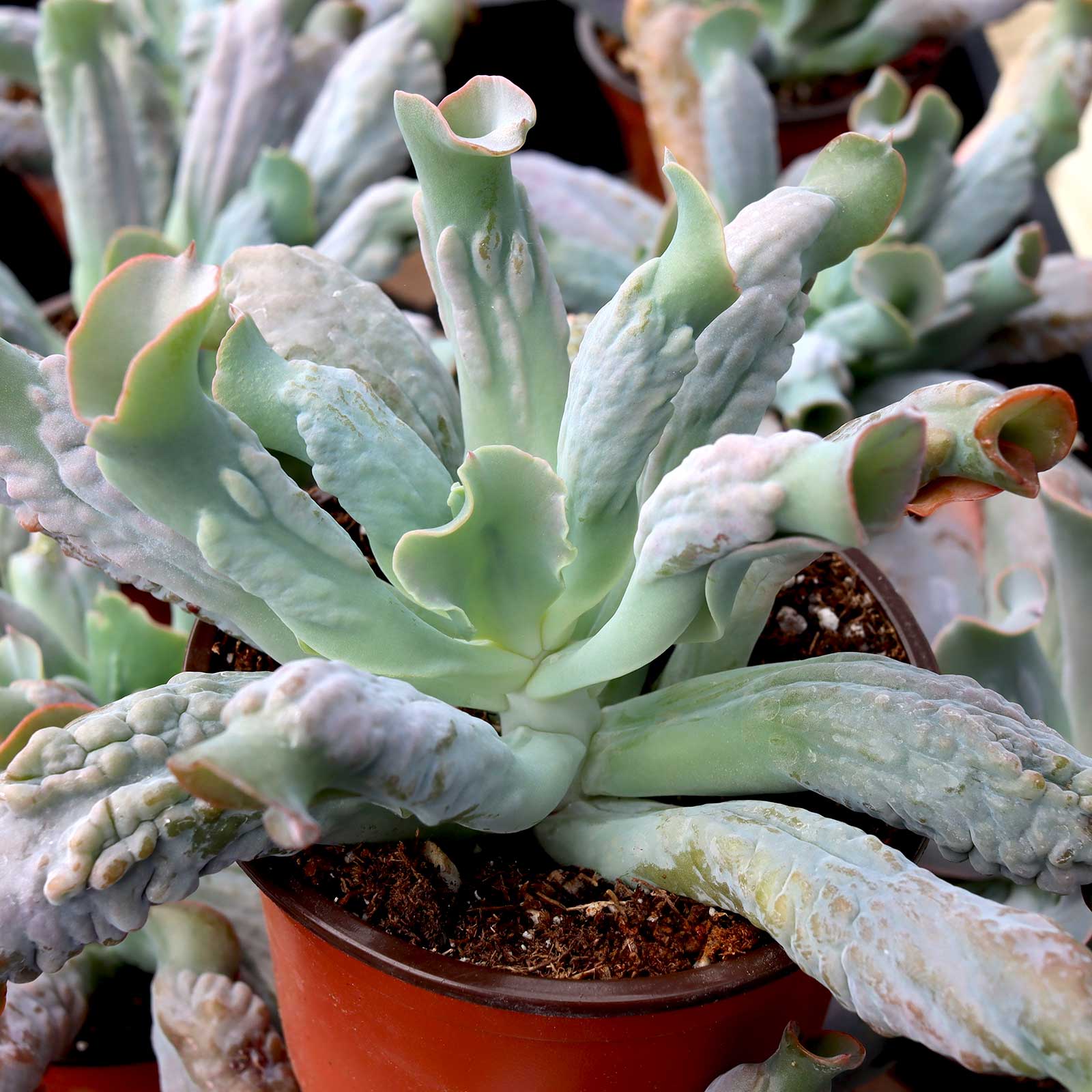 Echeveria 'Culibra' [large] [bare root] Questions & Answers