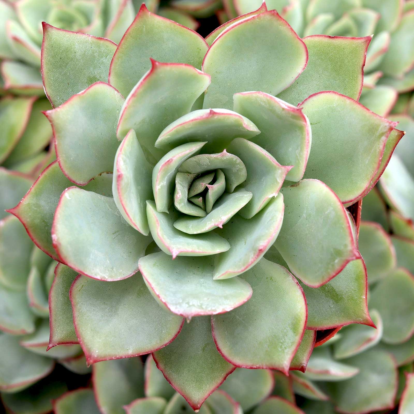 What are the light requirements and are Echeveria monocarpic?